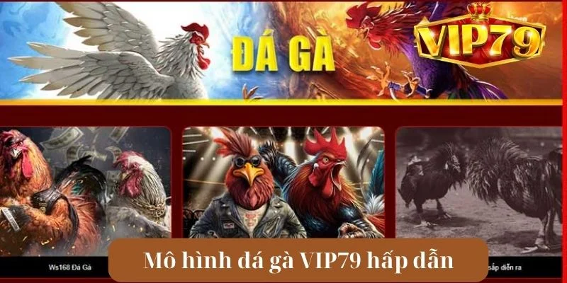 Loại hình cá cược đá gà chỉ có ở nhà cái VIP79.